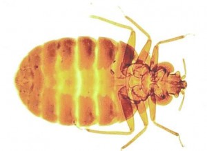 Bed Bugs-Pest Control Lincolnshire