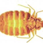 Bed Bug Control-Pest Control Lincolnshire