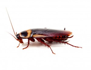 Cockroach Control-Pest Control Lincolnshire