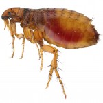 Flea Control-Pest Control Lincolnshire