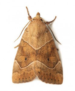 Moth Removal Stamford