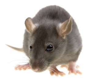 Rat Control -Pest Control Lincolnshire