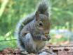 Squirrel Control-Pest Control Lincolnshire