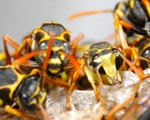 Wasp Nest Removal-Pest Control Lincolnshire