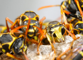 Wasp Nest Removal-Pest Control Lincolnshire
