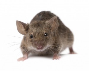 Pest Control lincolnshire