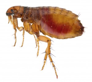 Flea Control Lincolnshire