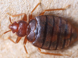 Bedbug control Lincoln