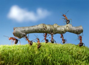 Ant Control Lincolnshire