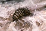 Carpet Beetle-Pest Control Lincolnshire