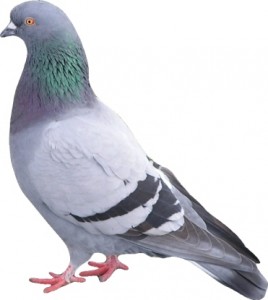 Pigeon Proofing-Pest Control Lincolnshire